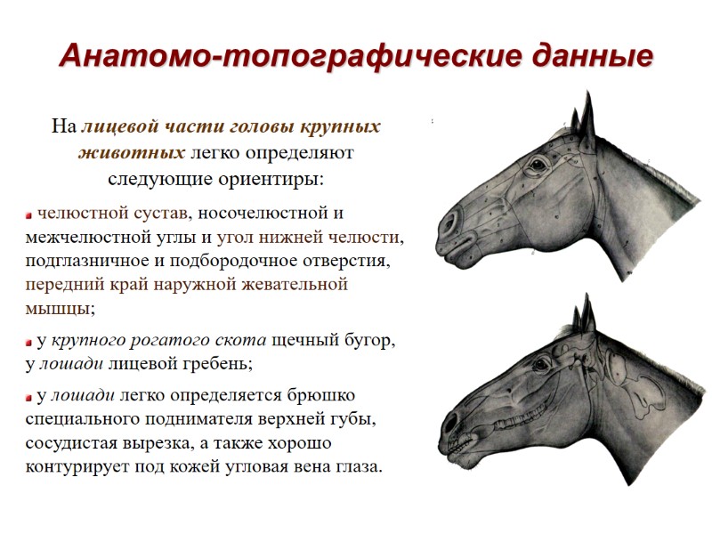Анатомо-топографические данные На лицевой части головы крупных животных легко определяют следующие ориентиры: челюстной Анатомо-топографические данные На лицевой части головы крупных животных легко определяют следующие ориентиры: челюстной